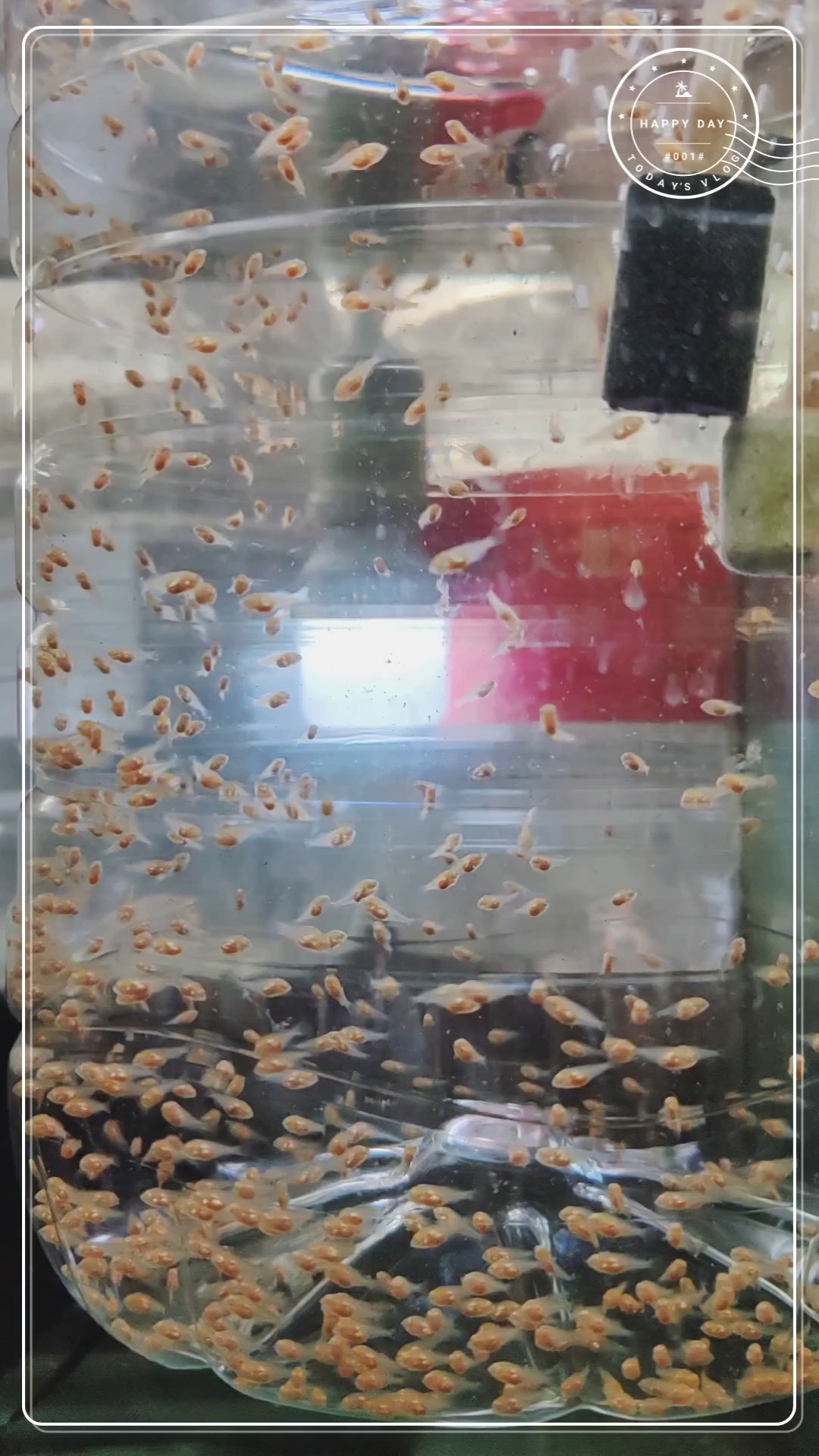 小燕鱼苗起飞第六天,发一个从产卵到长大的全过程