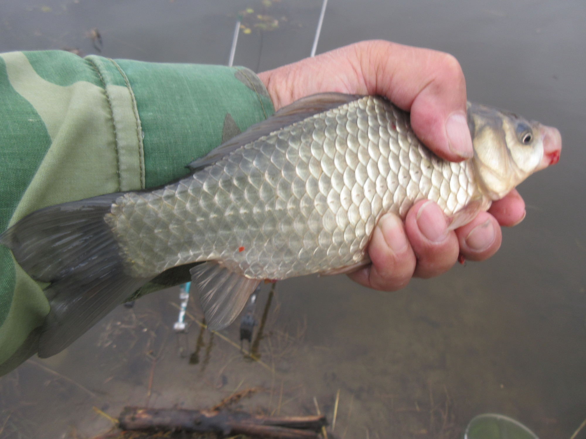 给旱河大鲫鱼一个特写