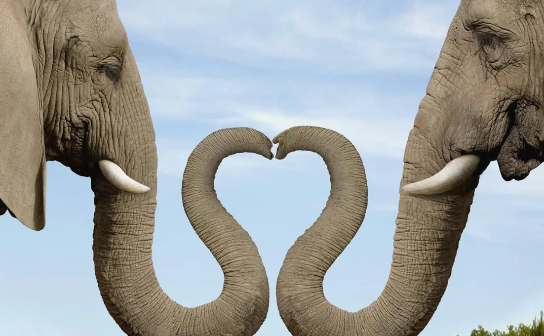 大象的鼻子比人类全身的肌肉还要多,它们如何演化出这个器官的?