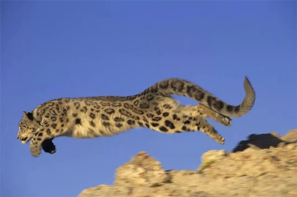 50公斤的雪豹追着岩羊跑,一只悬羊跳出来拦路,雪豹顺势咬其尾巴