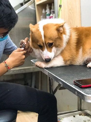 原来狗狗"揣手手"的姿势,隐藏了这些心理