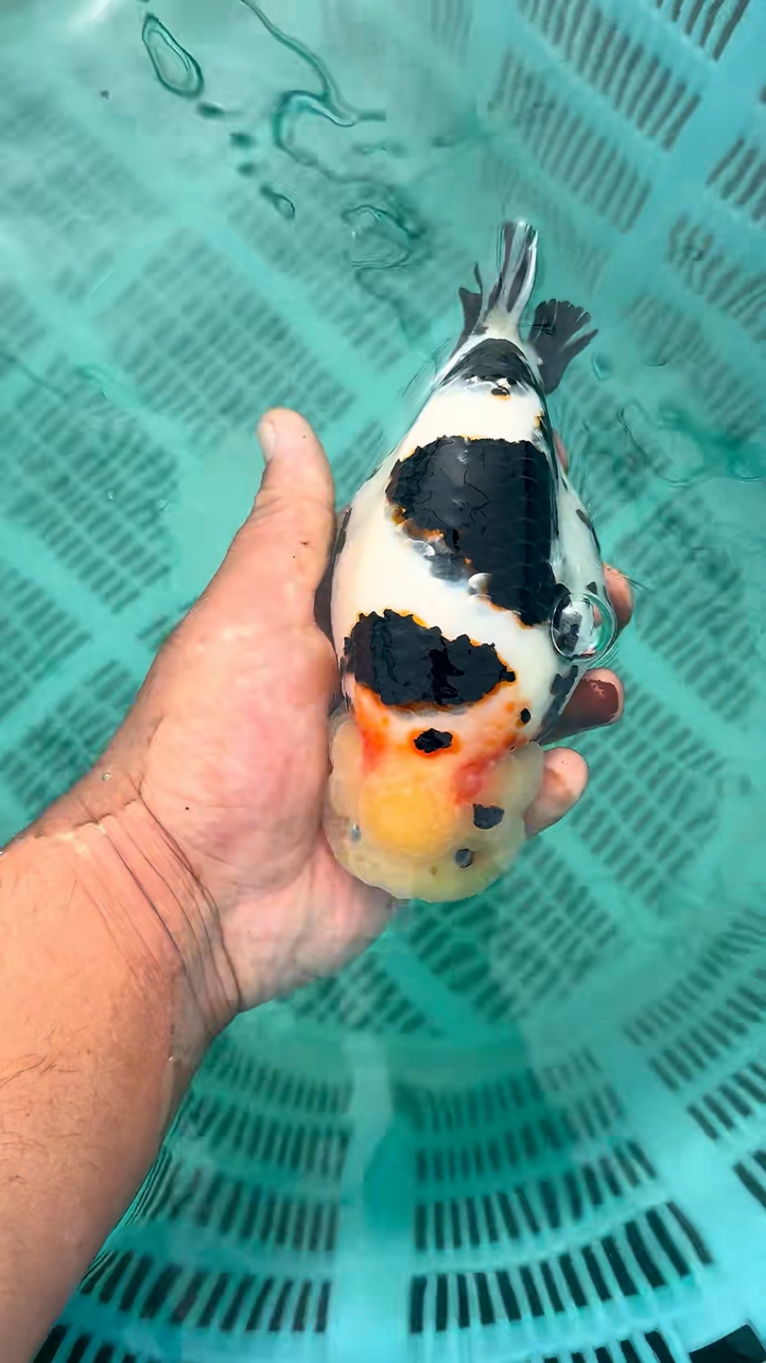 奶牛兰寿种鱼,缎带