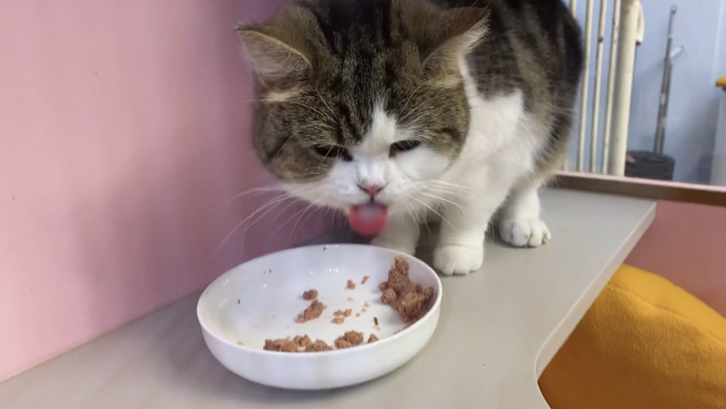 无论养什么猫,都要记住这7个忠告,否则你会失去你的猫