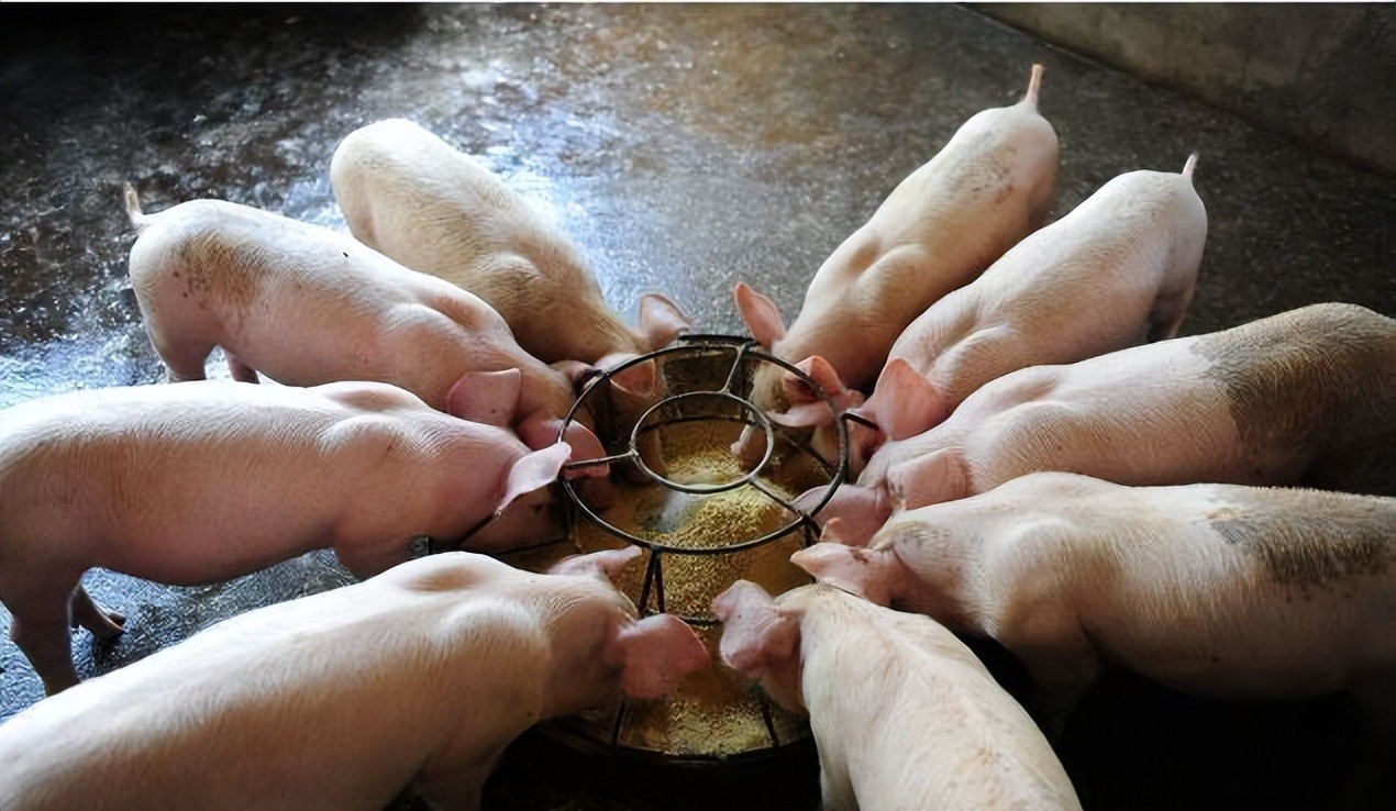 猪能抬头往上看吗?猪为什么不会抬头?大家知道这是为什么吗?