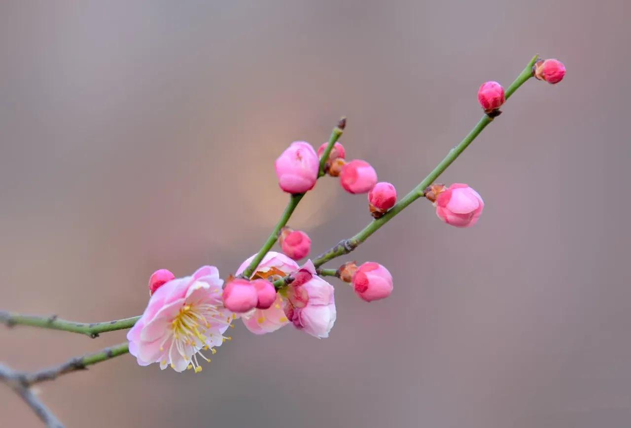 花情预报|第二期:花骨朵"绿豆"变"大豆",梅园梅花陆续绽放
