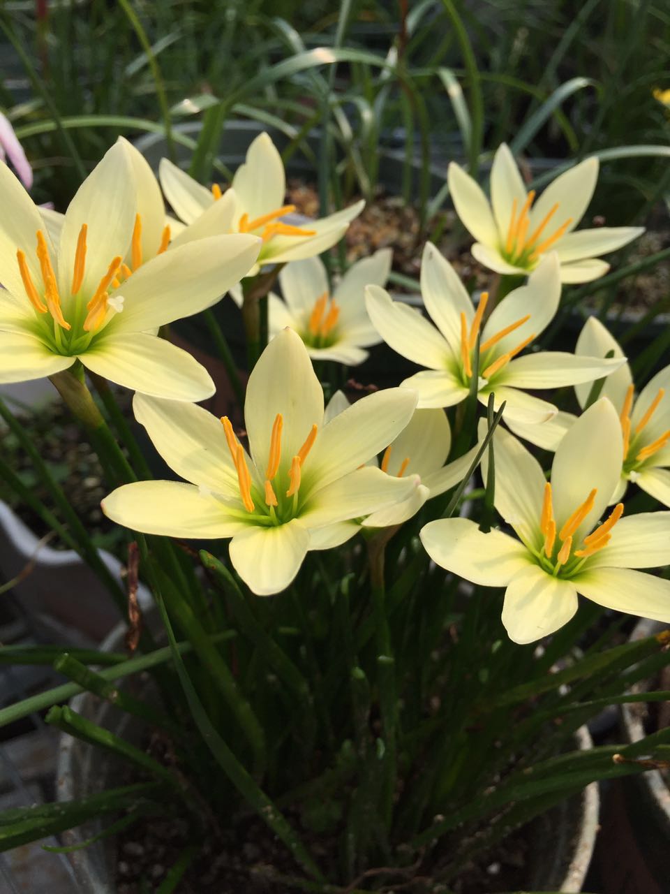 传说中的爆花机器,下雨就开花,酷似兰花美,却是"爆仔王"