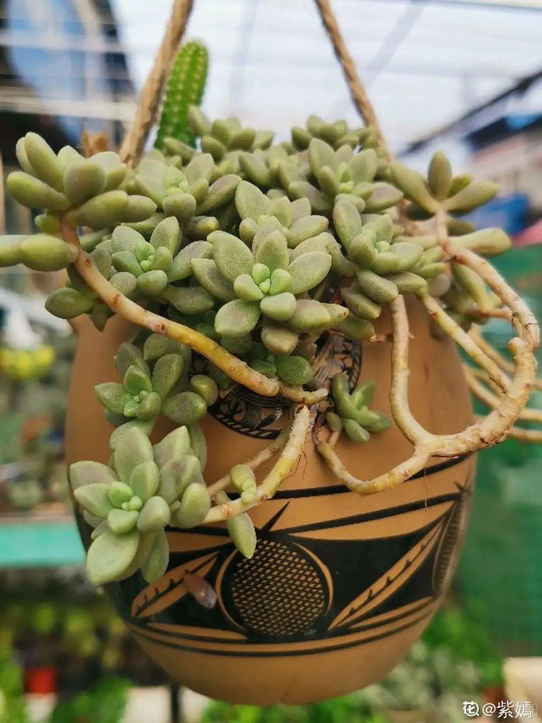 酒瓶子种多肉,省钱好看又时髦,赶紧来试试