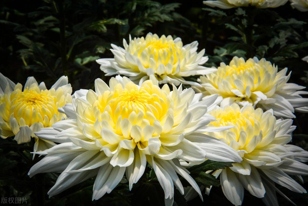 八月菊养殖方法,打造花海盛宴