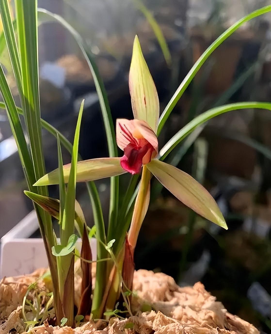 春兰滇红素,香气芬芳,花色艳丽,养护简单,值得入手