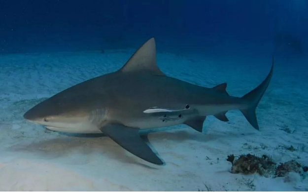 神秘莫测的大海中有着一种凶残的鲨鱼—公牛真鲨