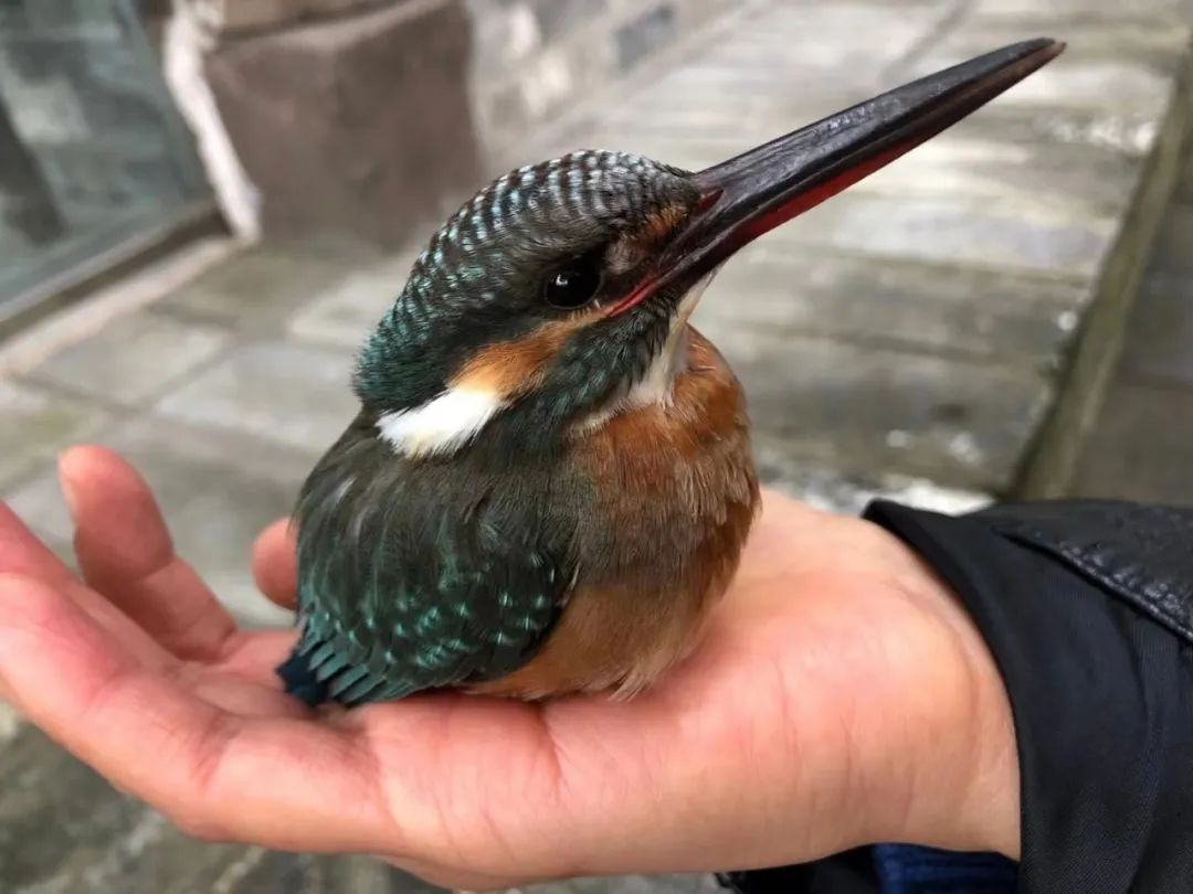 重访鹭鸟庄园:被媒体捧红后,继续孤独打造乐园