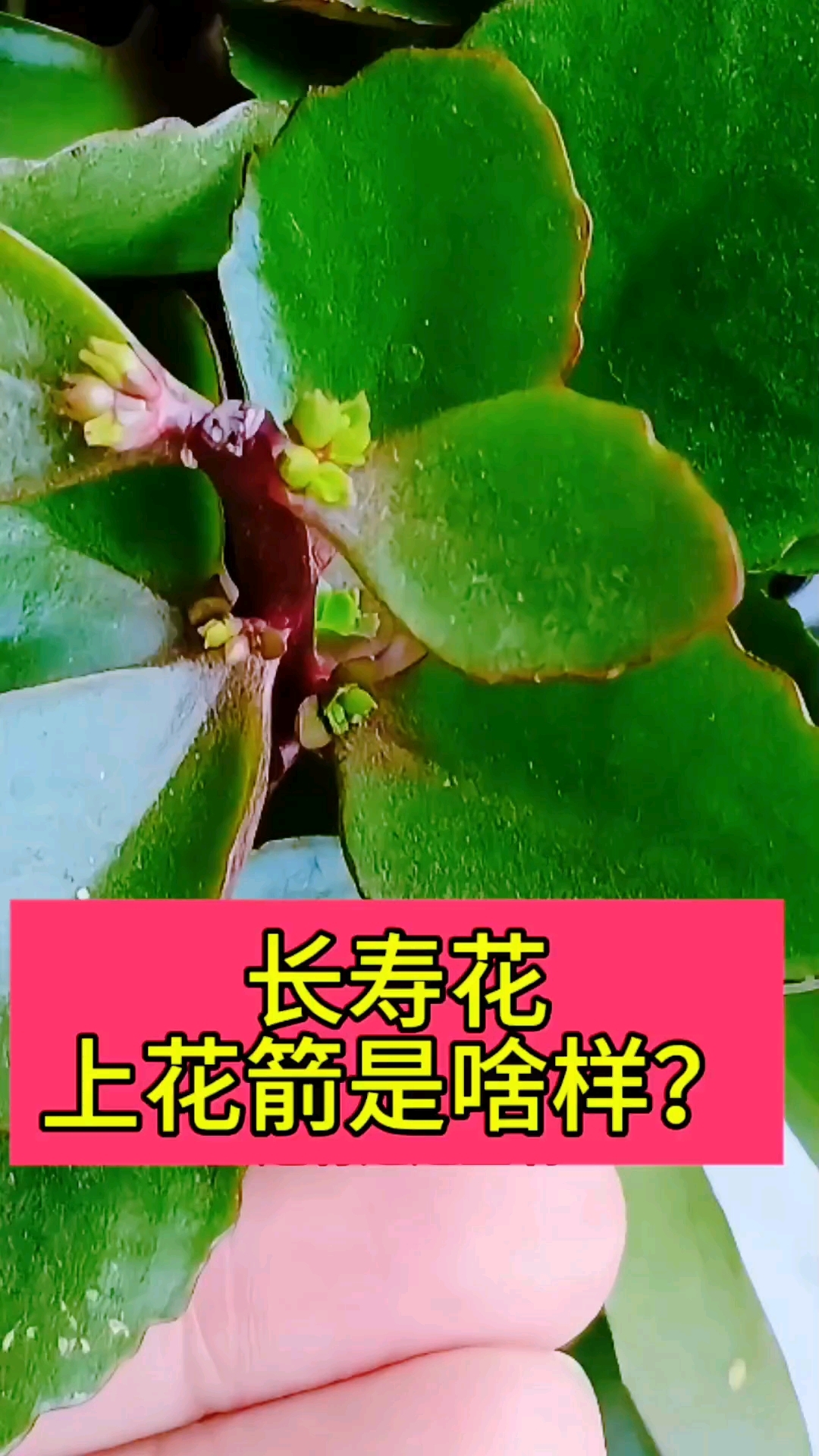 怎么判断长寿花花芽分化成功?