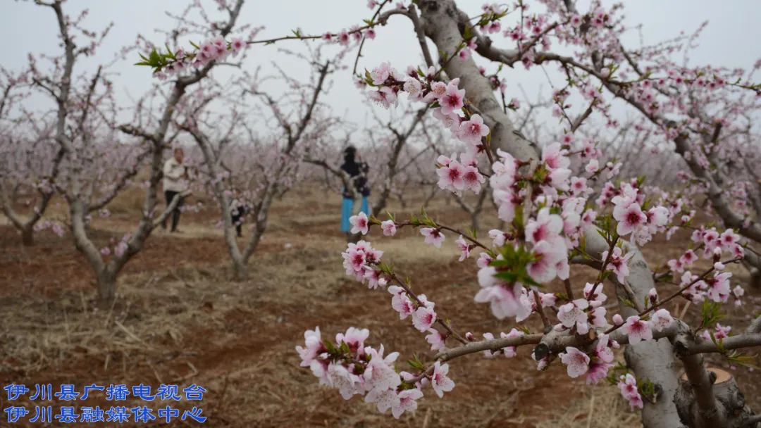 伊川高山:桃花朵朵惹人醉