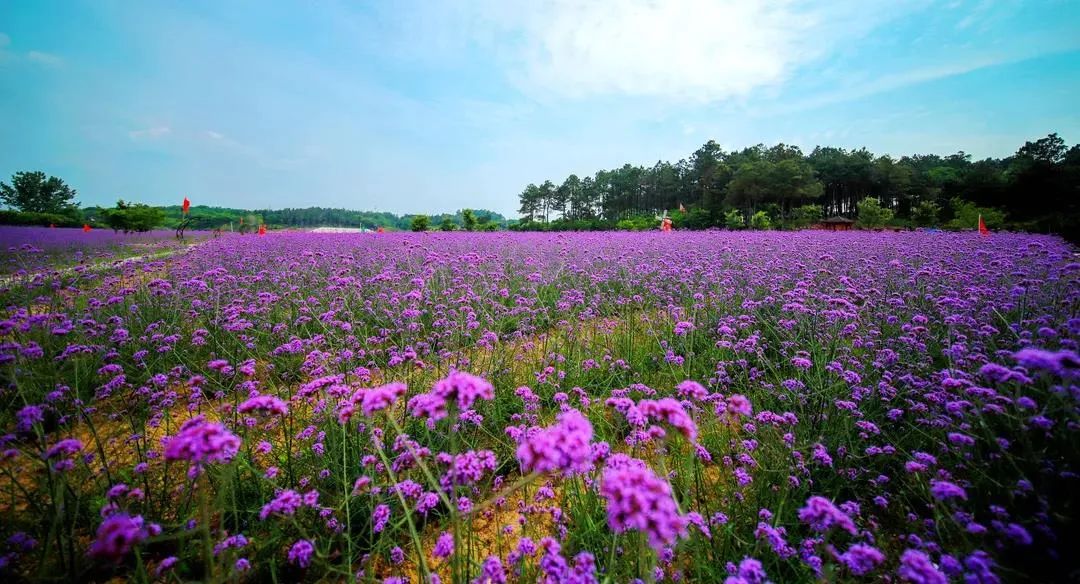 花海樂園