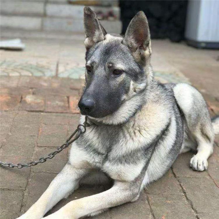 河北狼青犬养殖基地图片