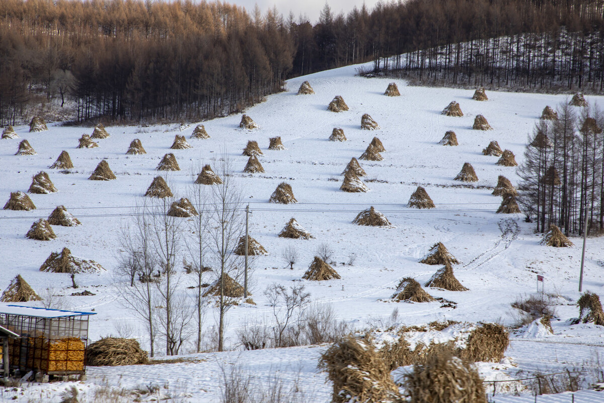 玉米秸秆堆 - 2020年最新商品信息聚合专区 - 百度爱采购