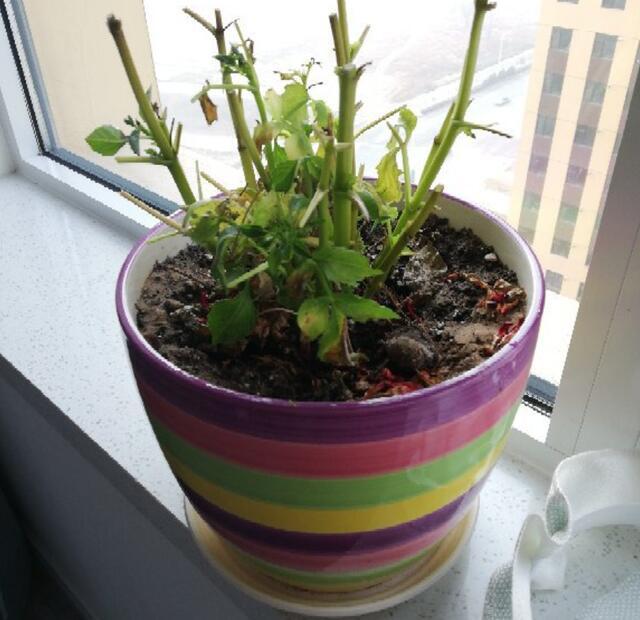 花中娇客 大丽花 趁着立秋剪一剪 嗖嗖冒侧芽 开花碗口大 百科ta说 花中娇客 大丽花 趁着立秋剪一剪 嗖嗖冒侧芽 开花碗口大 百科ta说