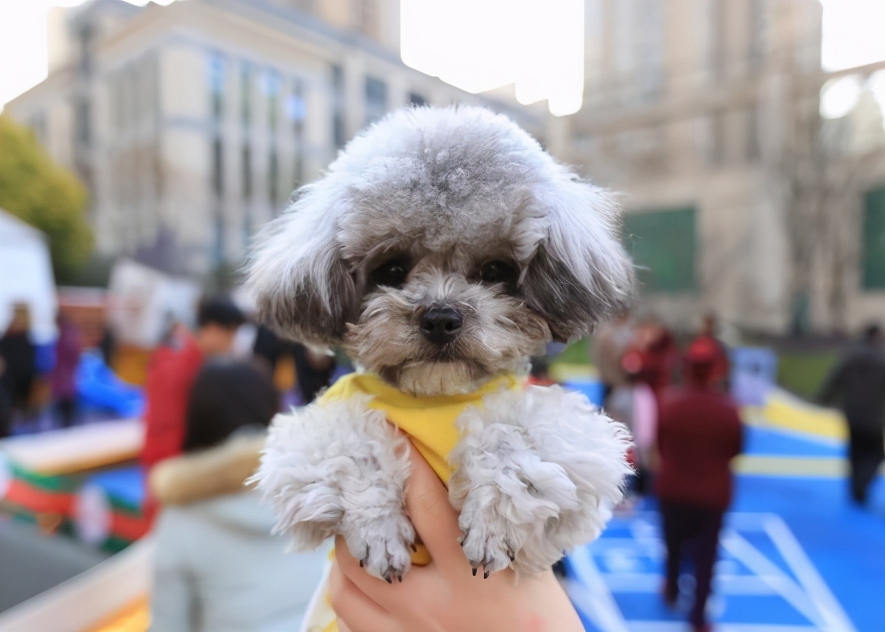泰迪毛发褪色原因与解决方法