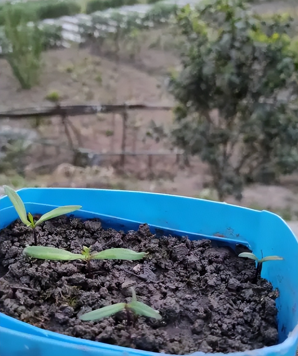 格桑花怎么种才好看