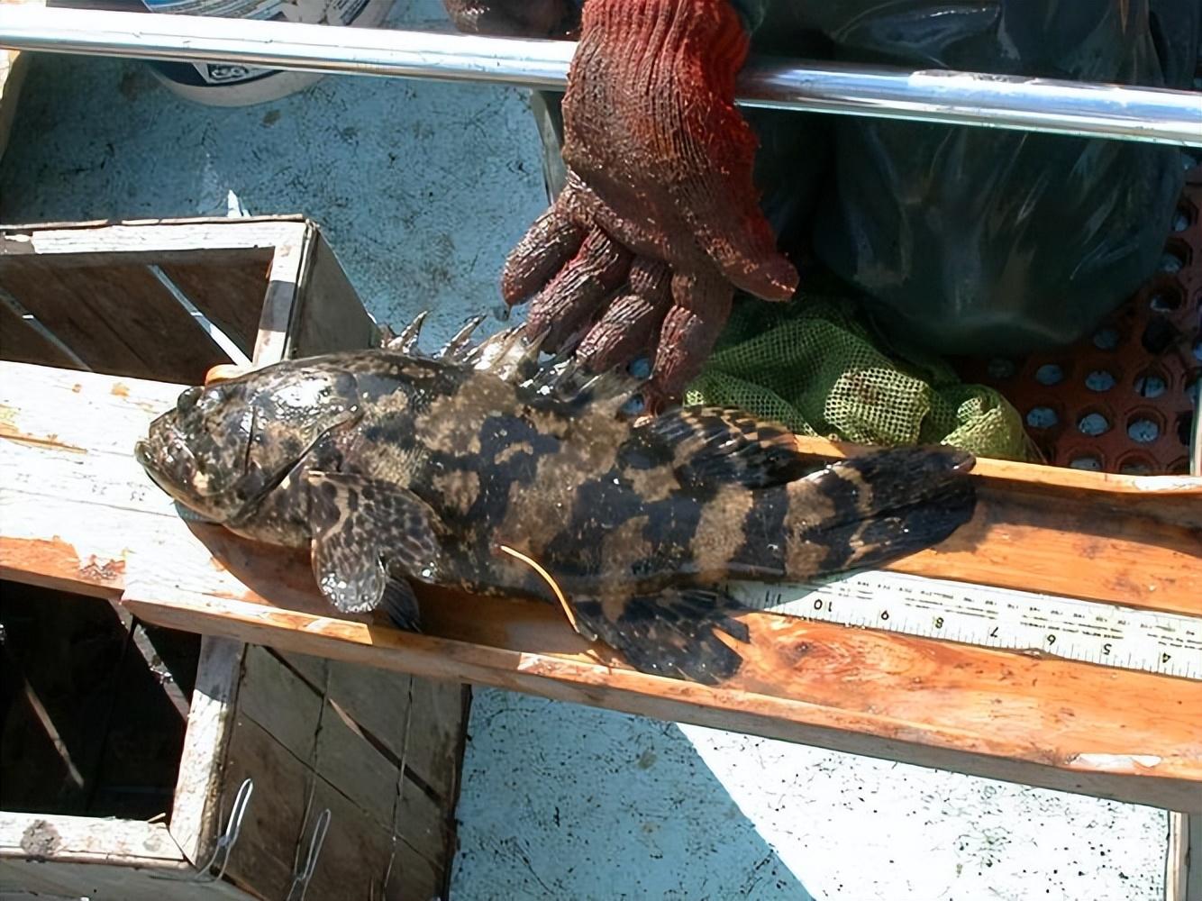 辽宁小伙捕到6斤野生石斑鱼,买主报价5万,上门抢购