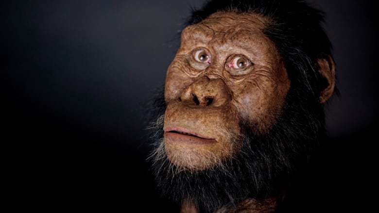 人科动物类人猿图片