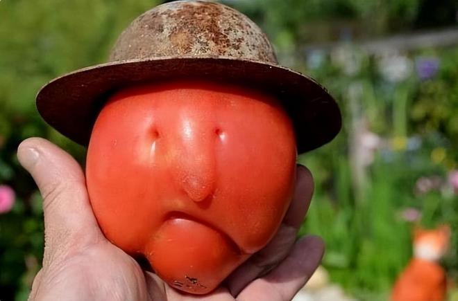 30个奇形怪状的蔬菜,真是太有趣了