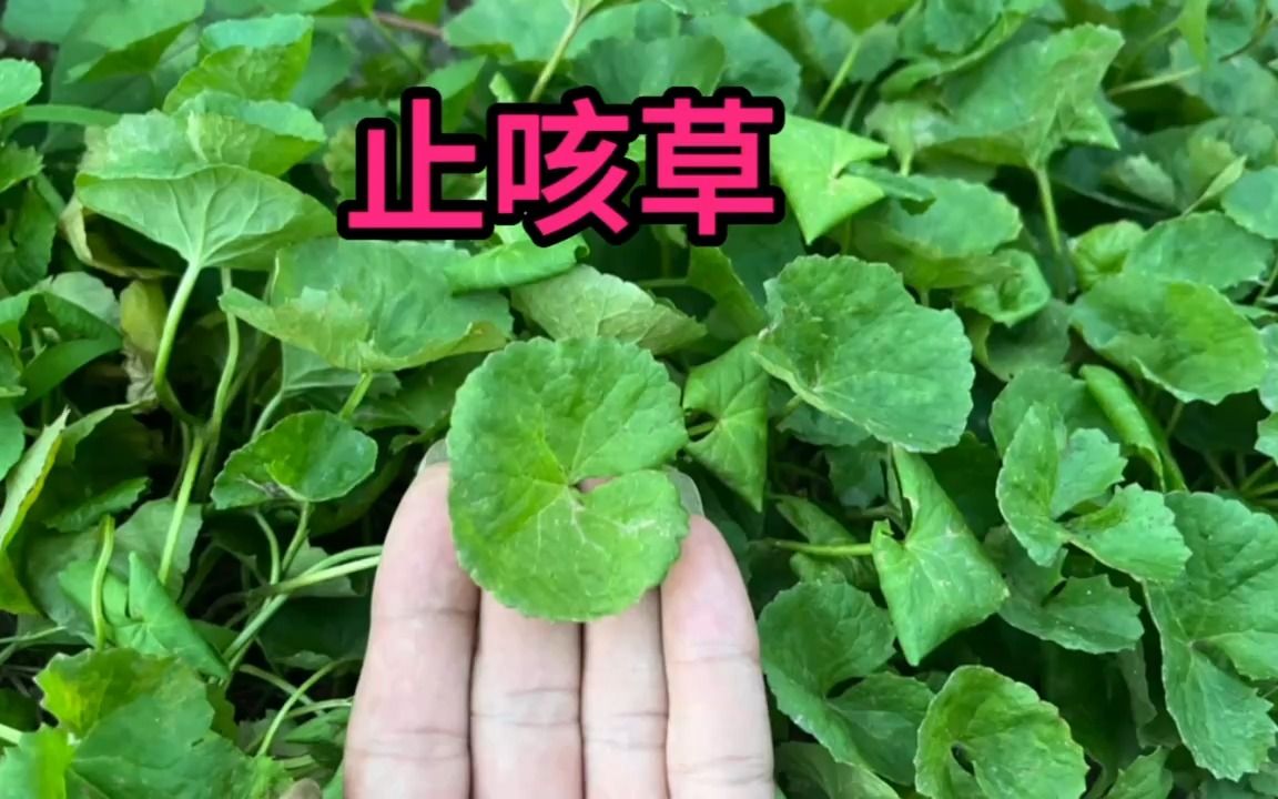 农村常见止咳化痰草药图片