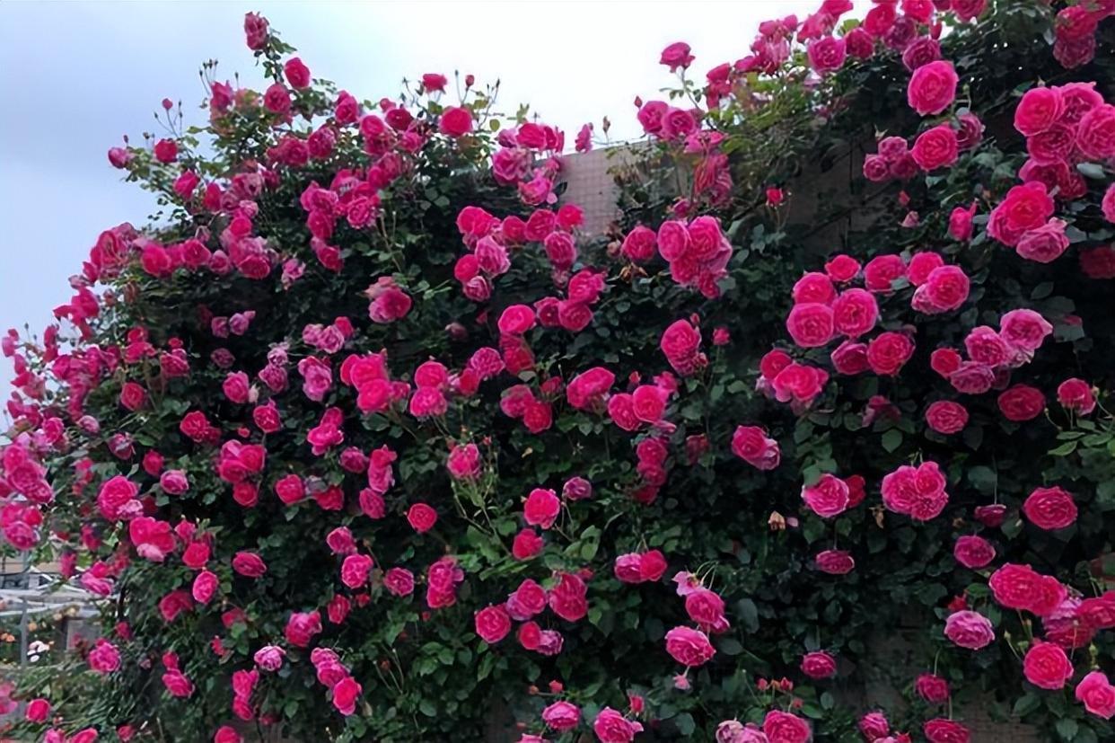 爬藤月季,长势旺盛,适合庭院栽培,打造月季花墙效果佳