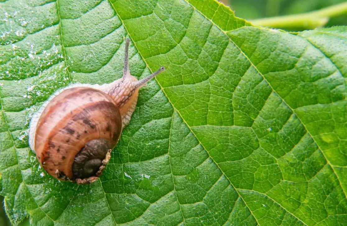 如何防治菜地里的蜗牛?老农教你3个技巧,让蜗牛远离农田