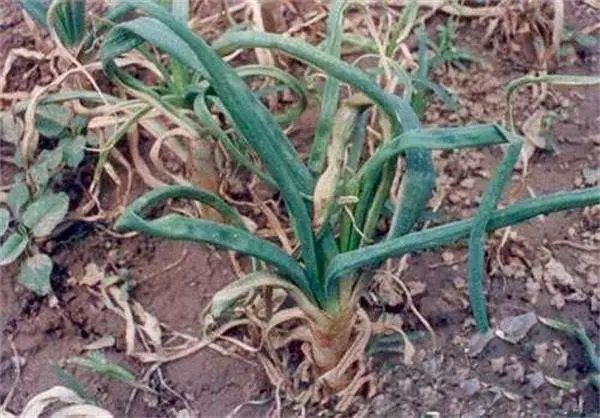 植保知识丨葱类种植的十七种主要病害防治大全⑤