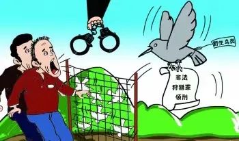 【学悟抓促】隆化法院:非法捕鸟 反将自己捕进"法网"