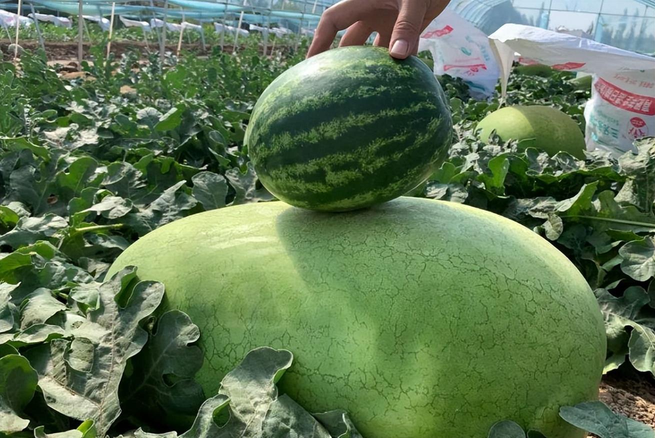 含糖量超13%"太空西瓜"?需两人才能抬动!售价高达1680元