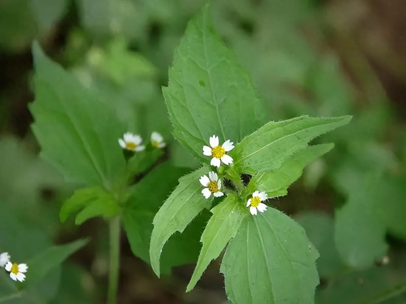 开白花的野草图片