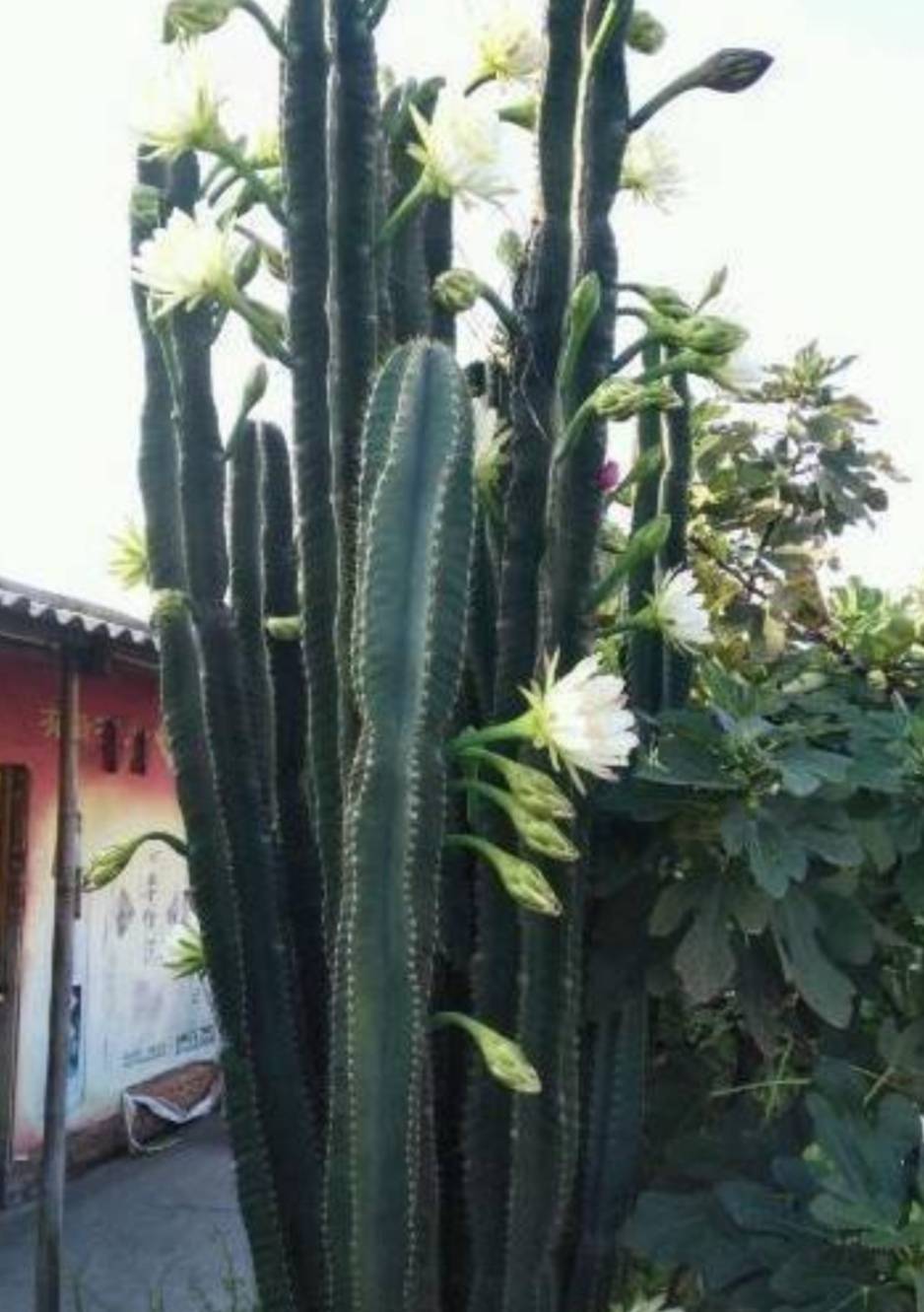 量天尺这样养,能长3米多高,还能开漂亮花