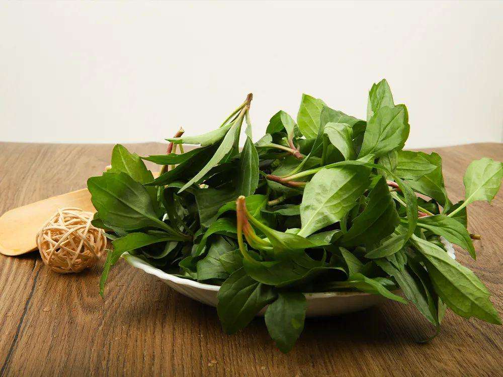 农村山中的野草,地下根又叫马兰根,40元一斤,你认识吗?