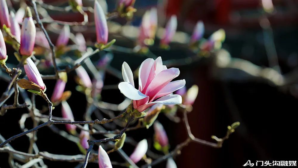 賞花門頭溝,潭柘寺景區玉蘭花競相開放