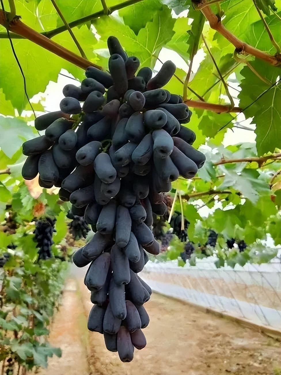 甜蜜藍寶石葡萄品種特點及關鍵栽培技術