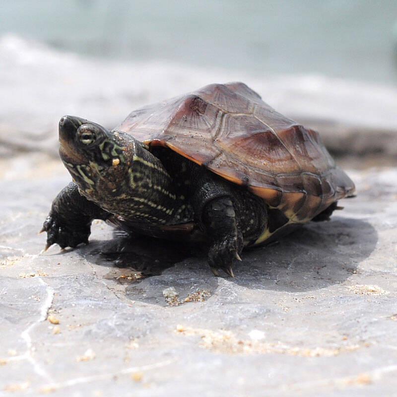 小乌龟的生活特点及外形