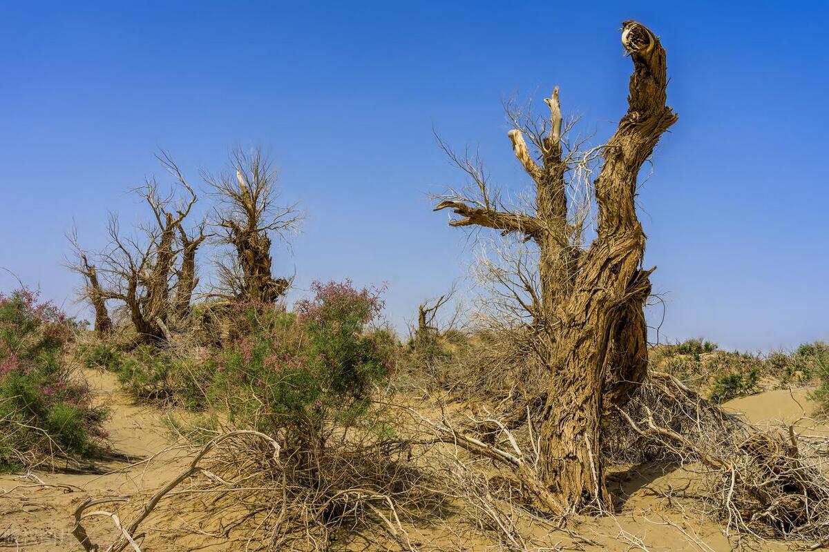 神秘的罗布泊,探秘"魔鬼之海"