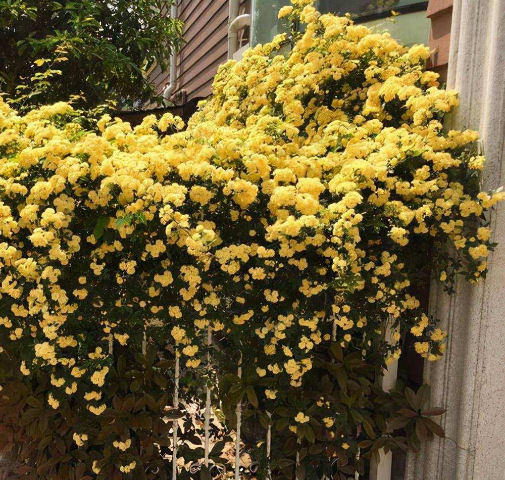 院子养株木香花,爬藤能力强,种植时注意这几点,花开似海