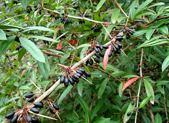 农村这种树刺多,却是珍贵的"三颗针"
