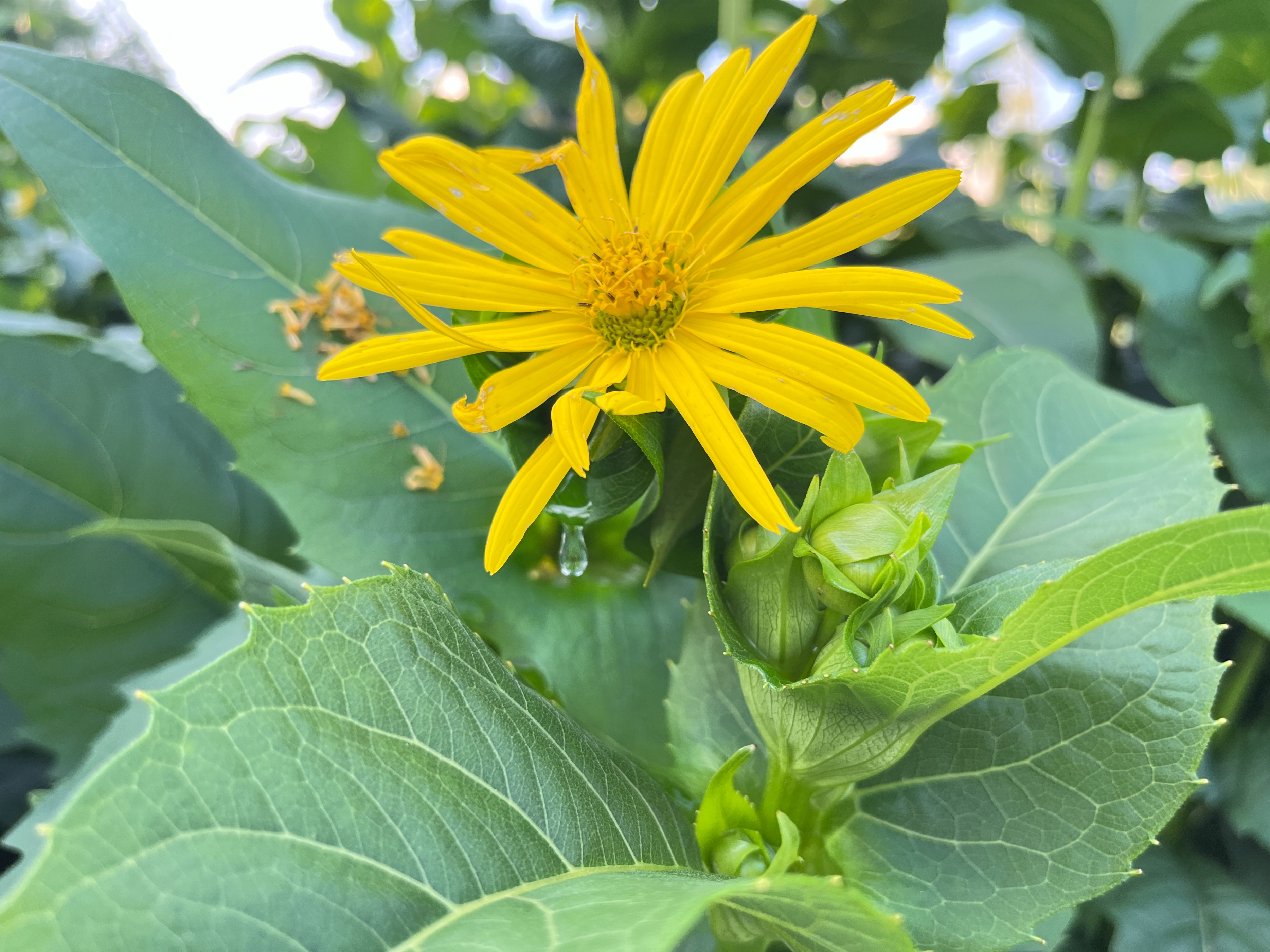 亩产10~15吨草,串叶松香草夏季能播种吗?如何种植种子发芽快?