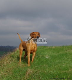 罗得西亚脊背犬嗅觉好吗