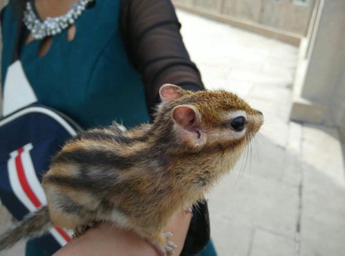 金花松鼠好养吗粘人吗