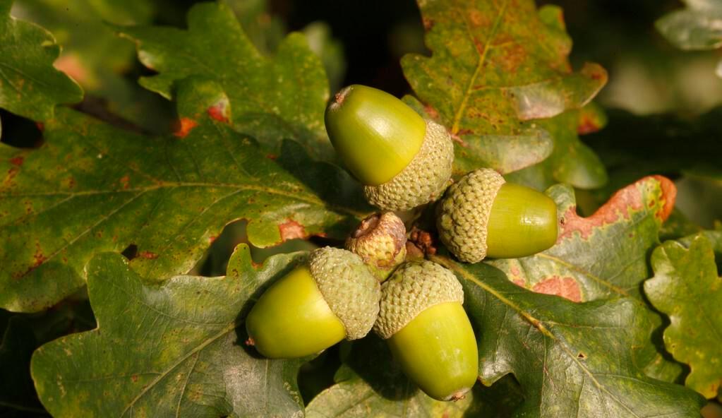 俗称"陀螺果",曾是人类主食,做豆腐很美味,如今没人要