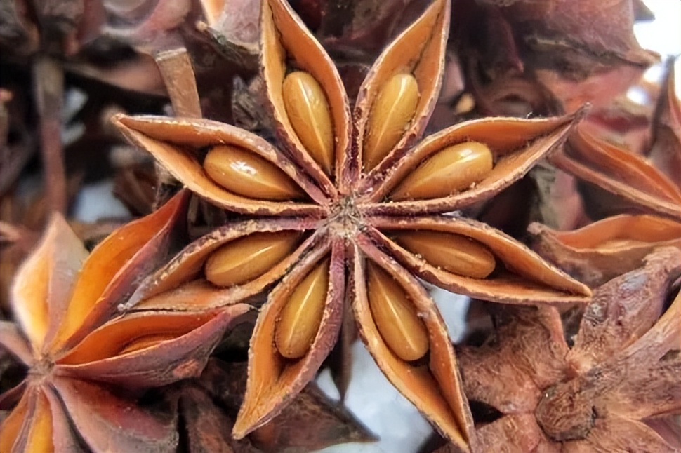 把握好八角树的"护身符"—保花保果配方,提升八角树产量与质量