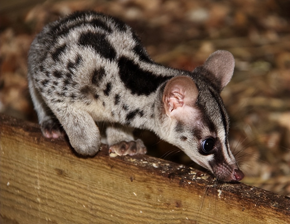 碰不得-第4期-缟灵猫:我真的不是猫,25年前国内仅有300只