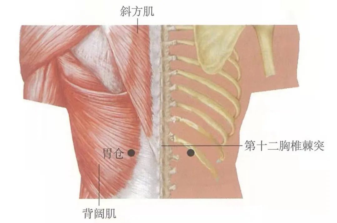穴位知识:胃仓,胃俞之附属,能健脾和胃,理气消食