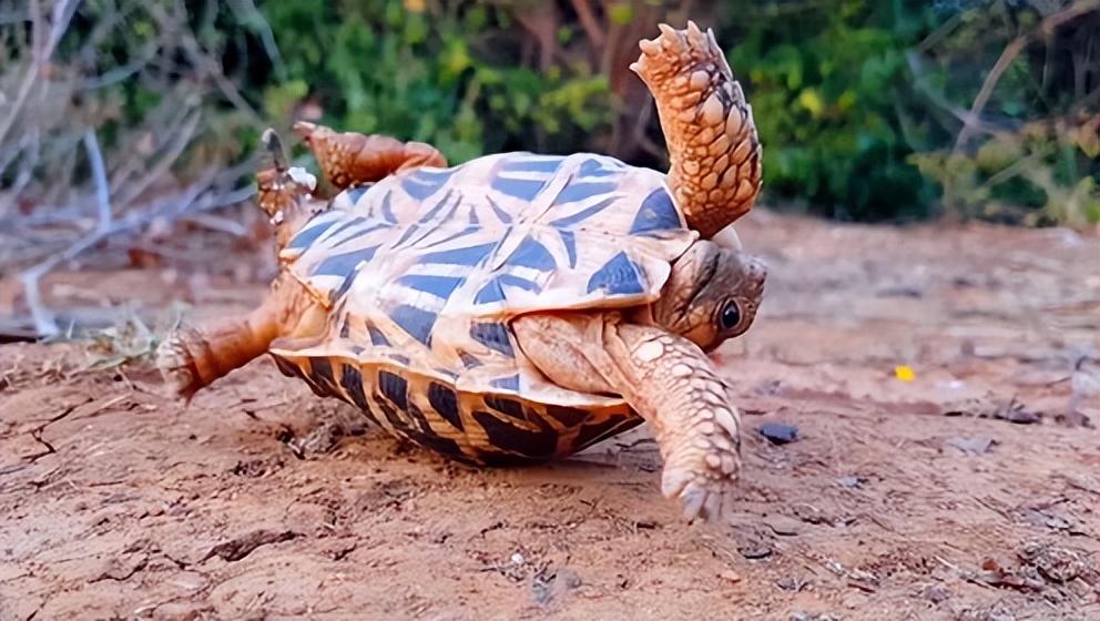 将乌龟翻过去,它自己还能翻过来吗?
