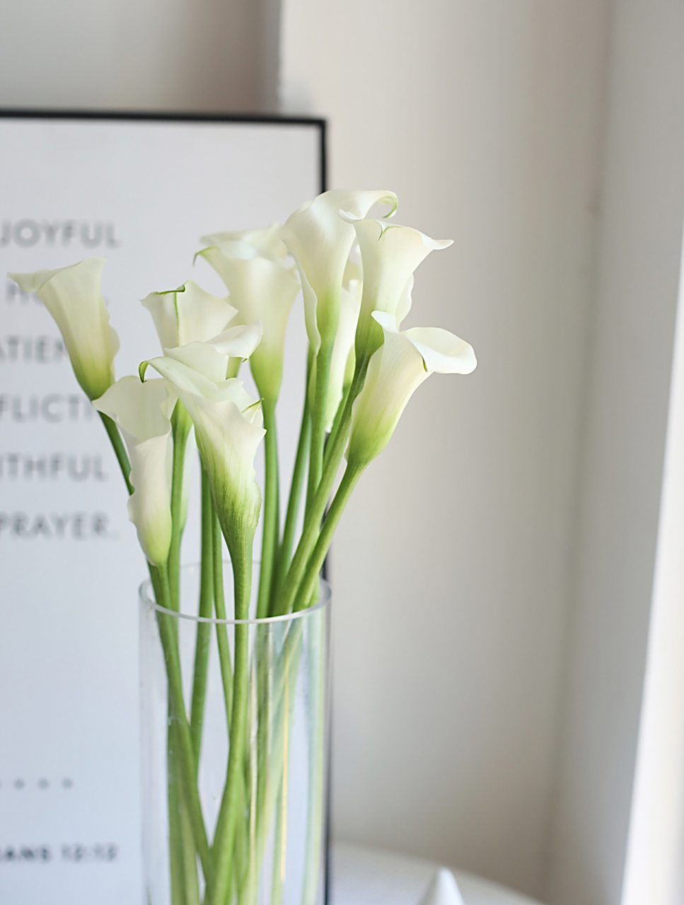 马蹄莲象征着什么(马蹄莲象征着什么品质的人)